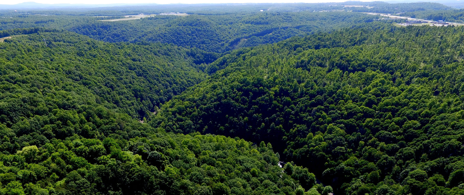 West Virginia Forest
